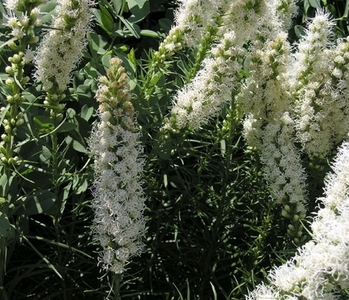 Plume du Kansas Alba - Liatris spicata