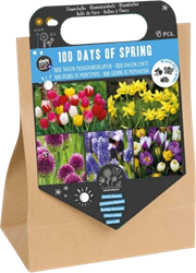 100 jours de printemps – 45 bulbes à fleurs