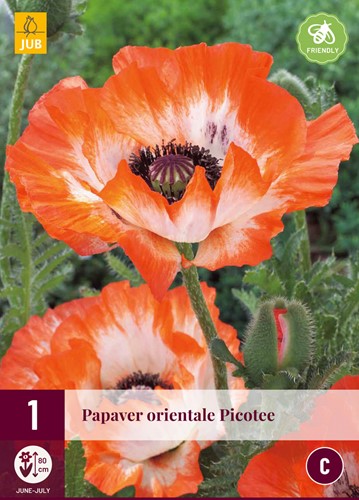 Pavot Picotee