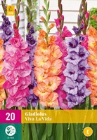 Gladiolus Viva la Vida – Gladiolen Les Bulbes a Fleurs