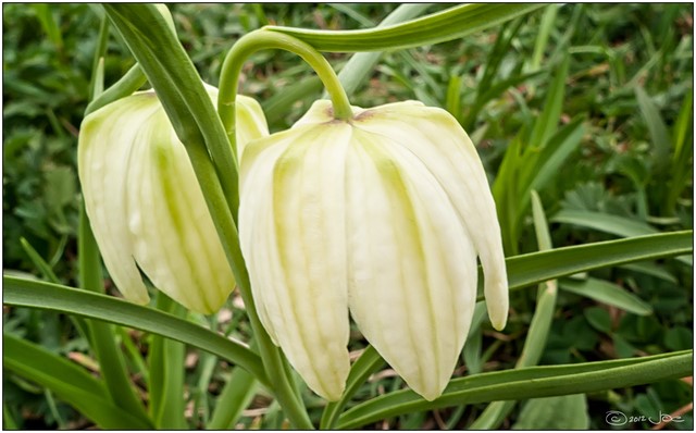 Planter les bulbes de fritillaires - resume et consignes