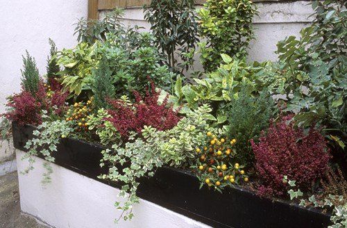 Tuinborder Wintergroene Border Modeste Herwig