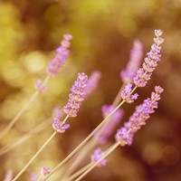 Lavande Rosea - Lavandula Angustifolia (Pack de Six)-2