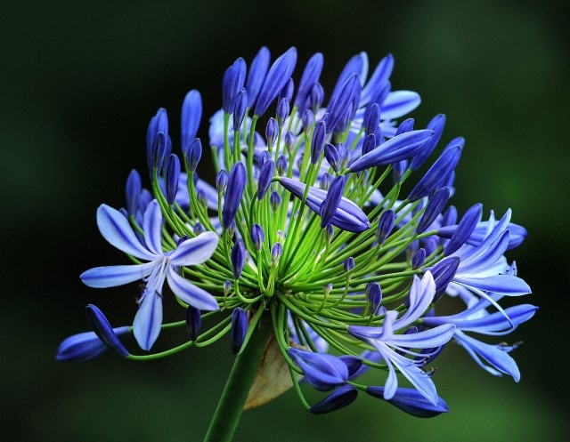 Résumé des consignes de plantation des agapanthes