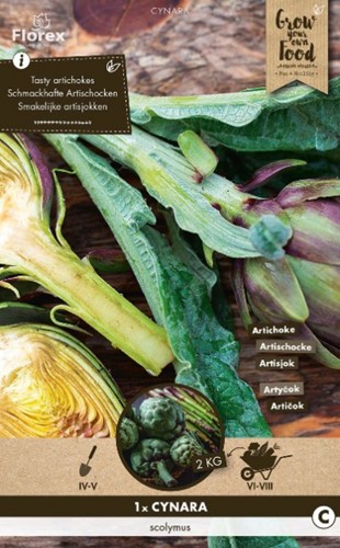 Artichaut - Cynara Scolymus