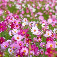 Cosmos Mélange Greengift-2