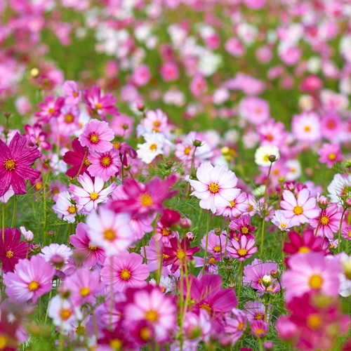 Cosmos Mélange Greengift-2