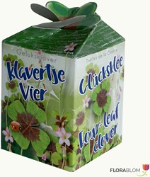 Trèfle à quattre feuilles Greengift