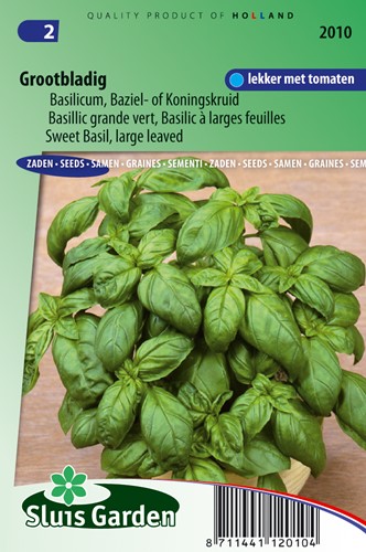 Basilic Grand vert