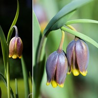 Fritillaire Uva Vulpis-2