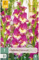 Gladiolus Extravert - Glaïeul