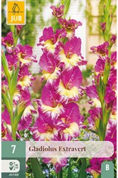Gladiolus Extravert - Glaïeul