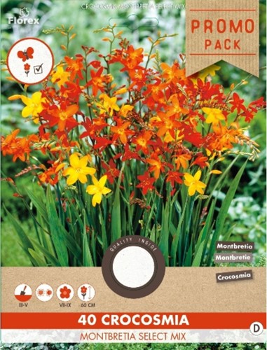 Crocosmia en mélange - Montbretia