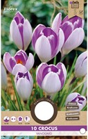 Crocus Vanguard-2