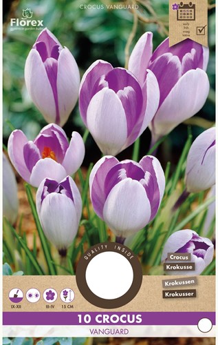 Crocus Vanguard-2