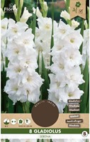 Gladiolus Serena - Glaïeul Blanc-2