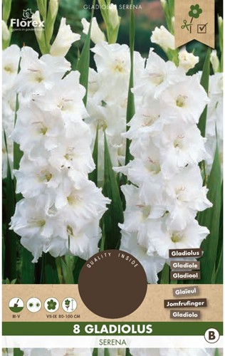 Gladiolus Serena - Glaïeul Blanc-2