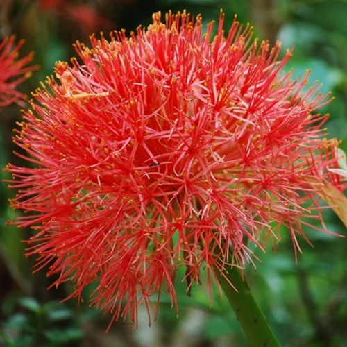Lis de Sang Africain - Scadoxus multiflorus