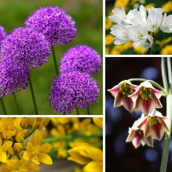 Alliums Fantaisie en Mélange