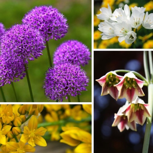 Alliums Fantaisie en Mélange