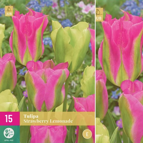 Tulipe Strawberry Lemonade - Tulipa Viridiflora 