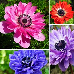 Anémone St. Brigid en Mélange