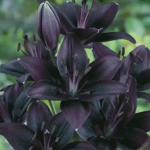 Lis Noir - Lilium
