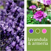 Mélange de plantes Lavende & Armeria maritima