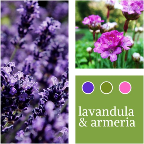 Mélange de plantes Lavende & Armeria maritima