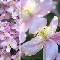 Clematis montana Rubens - Clématite des montagnes