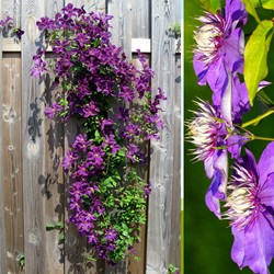 Clematis Taiga - Clématite