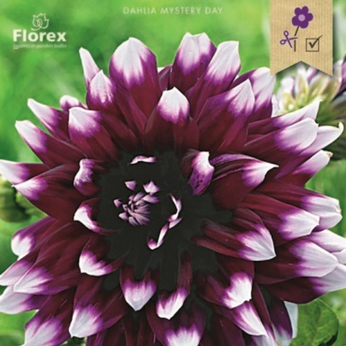 Dahlia Décoratif Mystery Day