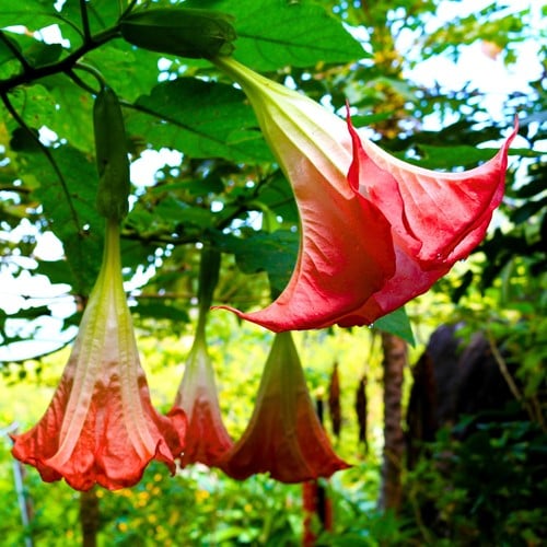 Trompette des anges rouge - Brugmansia (Plante en Pot)