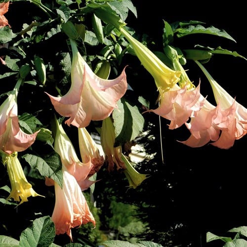 Trompette des anges rose - Brugmansia (Plante en Pot)