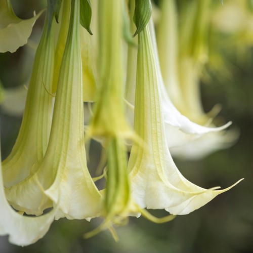 Trompette des anges blanche - Brugmansia (Plante en Pot)