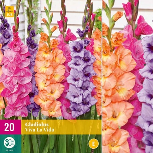 Gladiolus Viva la Vida – Glaïeuls