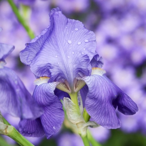 Iris Germanica Empress of India – Iris d'Allemagne
