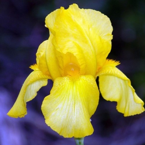 Iris Germanica Goldfackel - Iris d'Allemagne (Pack de six)