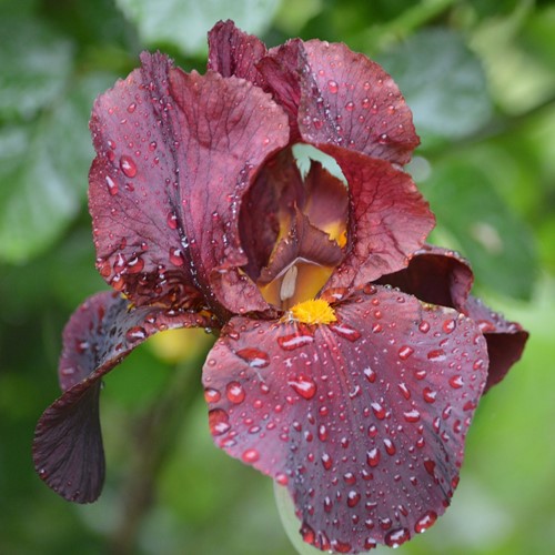 Iris Germanica Red Zinger - Iris d'Allemagne
