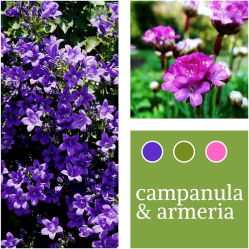 Planten Mix Campanula & Armeria maritima