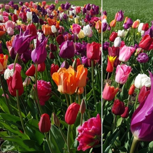 Tulipes Fantaisie en Mélange XL-Emballage