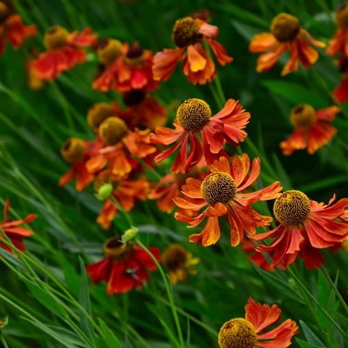 Hélénie Moerheim Beauty - Helenium (Plantes en Pot)