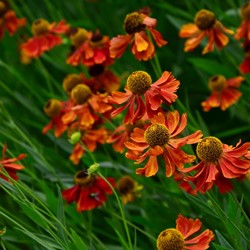 Hélénie Moerheim Beauty - Helenium plantes en pot (pack de six)