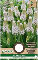 Muscari Botryoides - Jacinthes à grappes-2