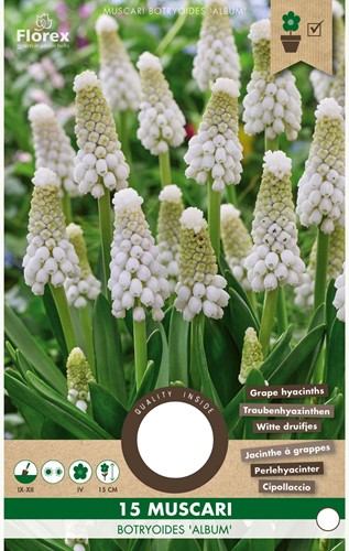 Muscari Botryoides - Jacinthes à grappes-2