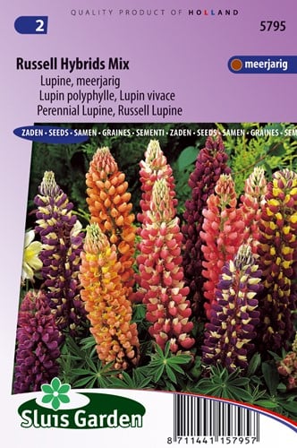 Lupin polyphylle vivace Russell hybrids Mix - Lupinus