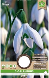 Galanthus Maximus – Perce neige