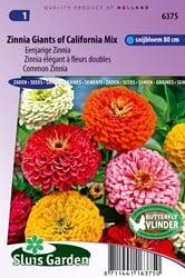 Zinnia élégant à fleurs doubles Giant of California Mix