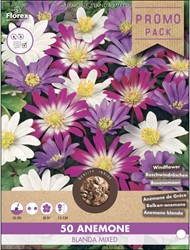 Anemone blanda mixed - Anémone de Grèce