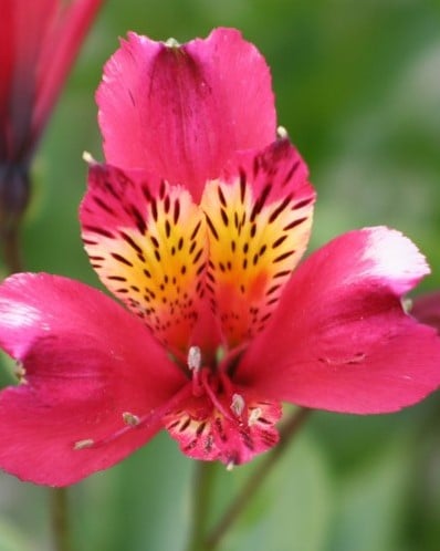 Alstroemeria Rose – Lis des Incas